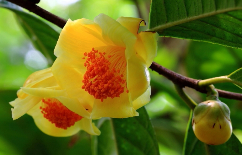 《關(guān)于金花茶培養(yǎng)物等11種“三新食品”的公告》的解讀